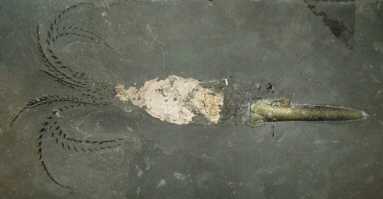 Size of Jurassic belemnites