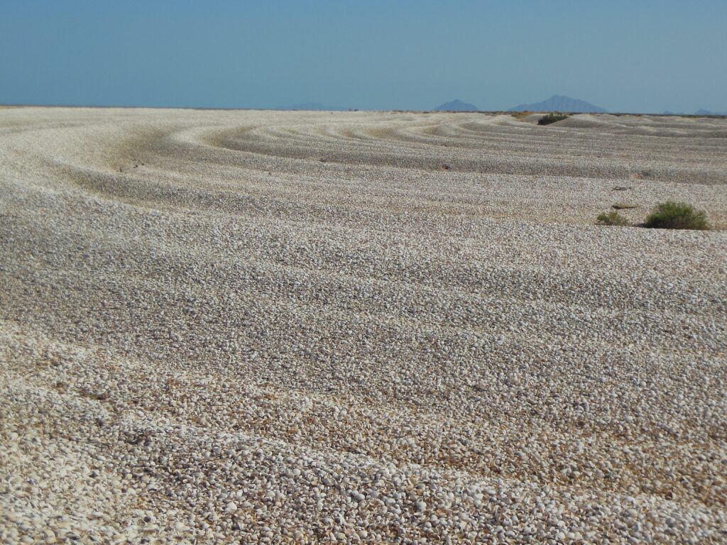 landscape area with mass accumulation of shells
