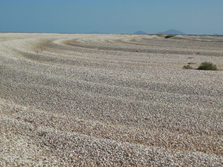 Links between conservation and paleobiology